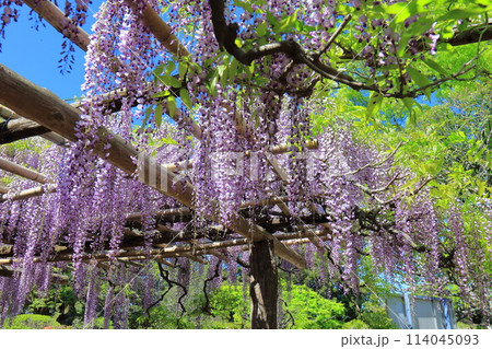 藤花園 牛島の藤 埼玉県春日部市 藤花園 牛島の藤 埼玉県春日部市 114045093