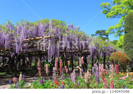 藤花園 牛島の藤 埼玉県春日部市 藤花園 牛島の藤 埼玉県春日部市 114045096