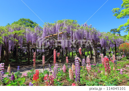 藤花園 牛島の藤 埼玉県春日部市 藤花園 牛島の藤 埼玉県春日部市 114045101