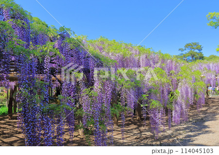藤花園 牛島の藤 埼玉県春日部市 藤花園 牛島の藤 埼玉県春日部市 114045103