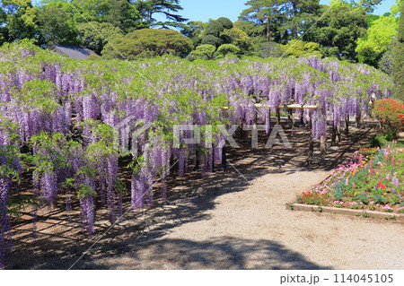 藤花園　牛島の藤　埼玉県春日部市 114045105