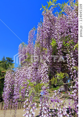 藤花園　牛島の藤　埼玉県春日部市 114045109