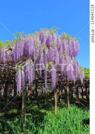 藤花園　牛島の藤　埼玉県春日部市 114045119