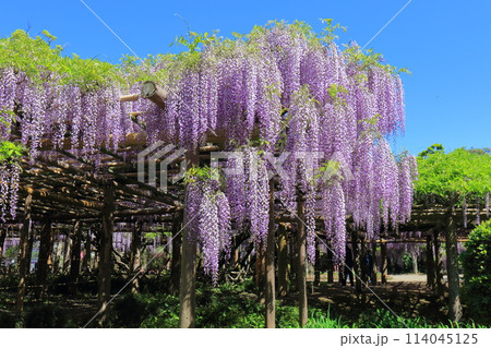 藤花園　牛島の藤　埼玉県春日部市 114045125