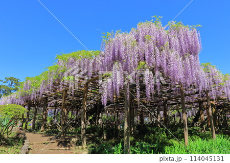 藤花園　牛島の藤　埼玉県春日部市 114045131