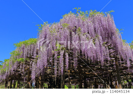 藤花園　牛島の藤　埼玉県春日部市 114045134