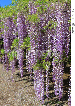藤花園 牛島の藤 埼玉県春日部市 藤花園 牛島の藤 埼玉県春日部市 114045139