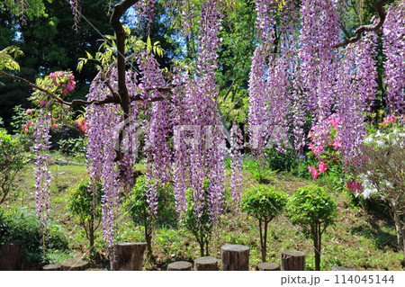 藤花園　牛島の藤　埼玉県春日部市 114045144