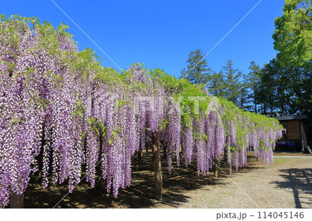 藤花園　牛島の藤　埼玉県春日部市 114045146
