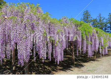 藤花園 牛島の藤 埼玉県春日部市 藤花園 牛島の藤 埼玉県春日部市 114045148