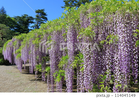 藤花園　牛島の藤　埼玉県春日部市 114045149