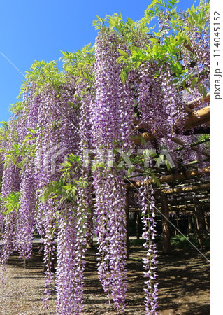 藤花園 牛島の藤 埼玉県春日部市 藤花園 牛島の藤 埼玉県春日部市 114045152