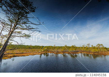 Viru Bog Viru Raba peat swamp, Estonia 114045156
