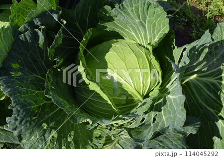 キャベツ畑 山形県庄内 キャベツ畑 山形県庄内 114045292