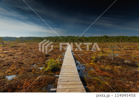 Viru Bog Viru Raba peat swamp, Estonia 114045458