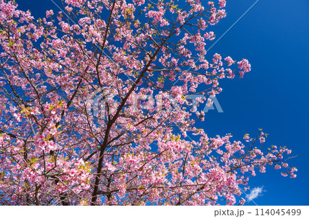 かわいい河津桜の花 青空の河津桜 かわいい河津桜の花 青空の河津桜 114045499