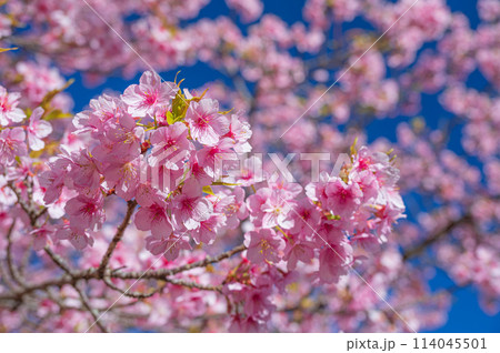 かわいい河津桜の花　青空の河津桜 114045501