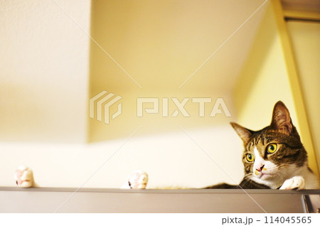 一緒に暮らす猫の愛らしい表情 一緒に暮らす猫の愛らしい表情 114045565