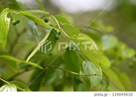 エノキ（榎）の青い果実 114045610