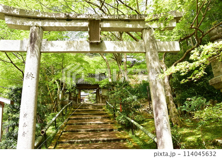 京都市 山科聖天(双林院)の鳥居と新緑 京都市 山科聖天(双林院)の鳥居と新緑 114045632