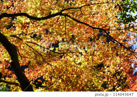 奈良のお寺・秋の秋篠寺の名物参道の紅葉 114045647
