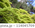 青々とした木々 114045709