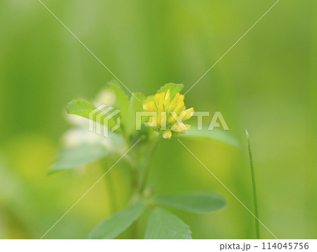 草原に咲くコメツブツメクサのクローズアップ 114045756