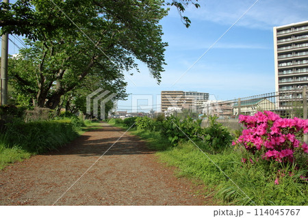 未舗装の歩道と深緑の桜並木 114045767