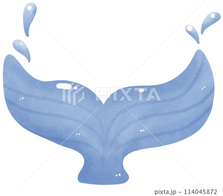 Blue whale tail 114045872