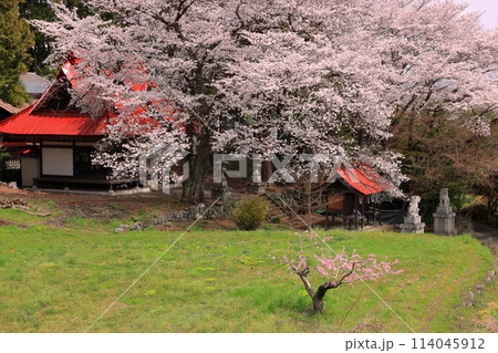 山梨県南アルプス市中野　隠れた桜の名所諏訪神社の境内の満開の桜 114045912