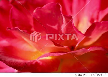 Pink yellow rose flower. Macro flowers background for holiday design. Soft focus 114045960