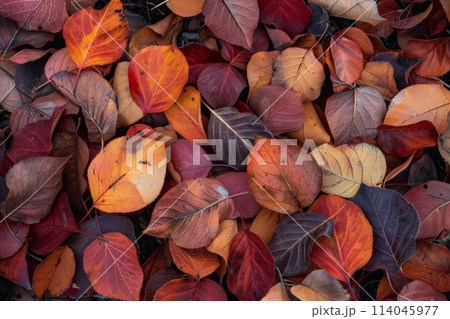 Carpet of Colorful Autumn Pear Leaves 114045977