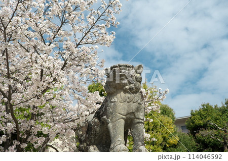 狛犬と桜 狛犬と桜 114046592