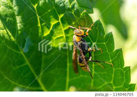 朝露に湿る紫陽花の葉とアシナガバチ 114046705