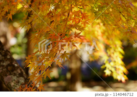 京都の古寺・輝く紅葉2 京都の古寺・輝く紅葉2 114046712