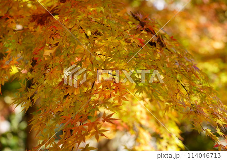 京都の古寺・輝く紅葉3 京都の古寺・輝く紅葉3 114046713