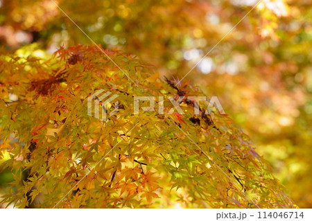 京都の古寺・輝く紅葉4 114046714