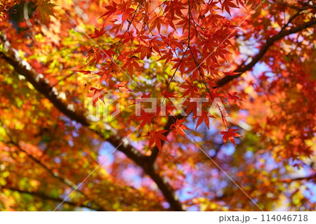 京都の古寺・輝く紅葉・幻想の世界1 114046718