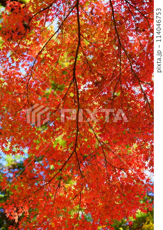 京都の古寺・輝く紅葉・幻想の世界24 京都の古寺・輝く紅葉・幻想の世界24 114046753