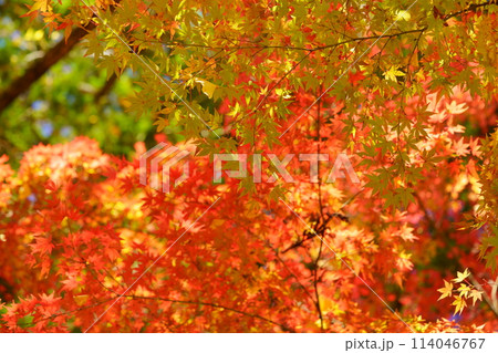 京都の古寺・輝く紅葉・幻想の世界43 京都の古寺・輝く紅葉・幻想の世界43 114046767