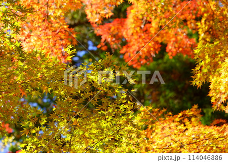 京都・和束・幻想的な効用を見上げる3 114046886