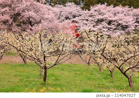 山梨県南アルプス市中野 隠れた桜の名所諏訪神社の境内の満開の桜と桃の花 山梨県南アルプス市中野 隠れた桜の名所諏訪神社の境内の満開の桜と桃の花 114047027