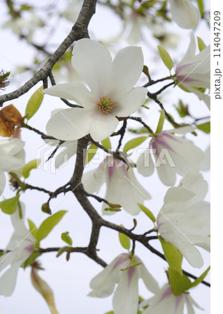 春の街路樹、遠見に白い桜か？と見間違えするコブシの花...2 114047209