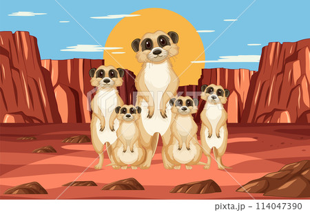 Meerkat Family in Desert Landscape 114047390