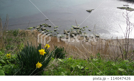 海をバックに水仙の花が咲いている風景 114047426