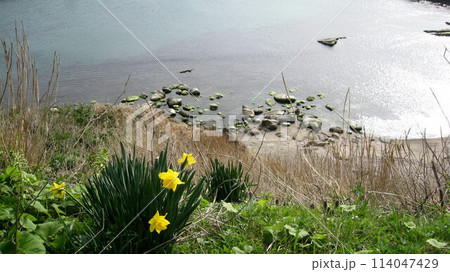 海をバックに水仙の花が咲いている風景 114047429