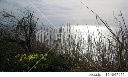 海をバックに水仙の花が咲いている風景 114047431