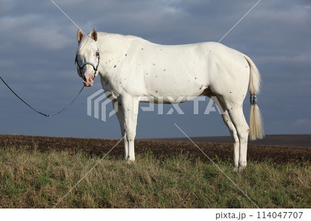 Beautiful appallosa stallion with western halter Beautiful appallosa stallion with western halter 114047707