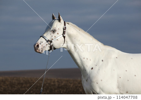 Beautiful appallosa stallion with western halter 114047708