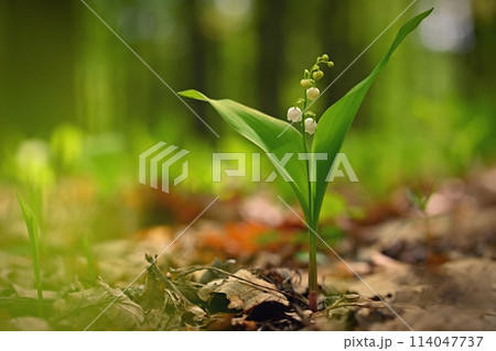 Spring green background with nature in the forest. Beautiful small white plant - flower - Lily of the valley. (Convallaria majalis) Spring green background with nature in the forest. Beautiful small white plant - flower - Lily of the valley. (Convallaria majalis) 114047737